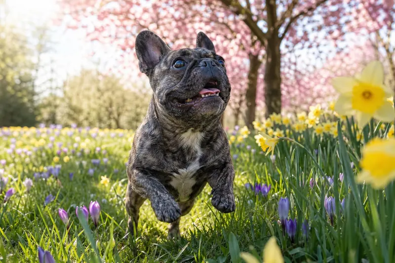 5 activités printanières magiques à vivre avec votre chien