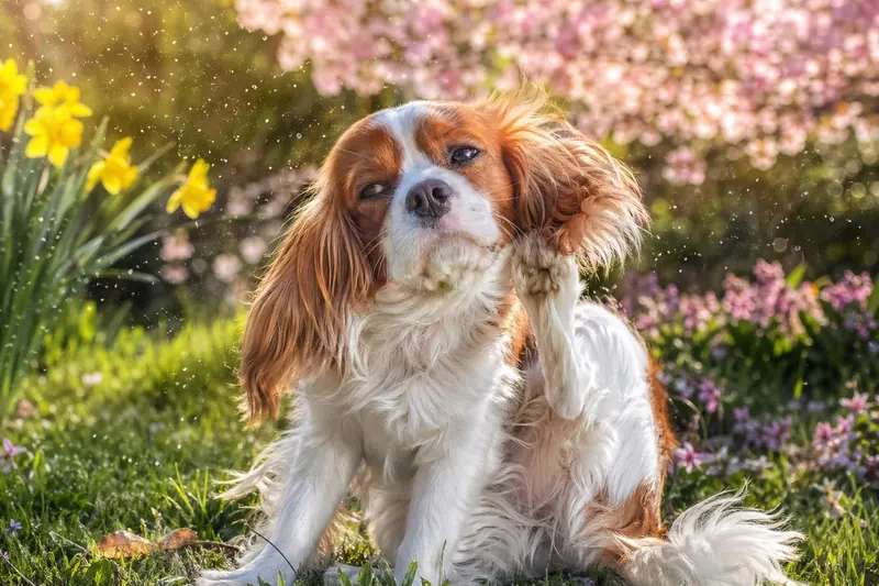 7 signes d'allergie saisonnière chez le chien à repérer