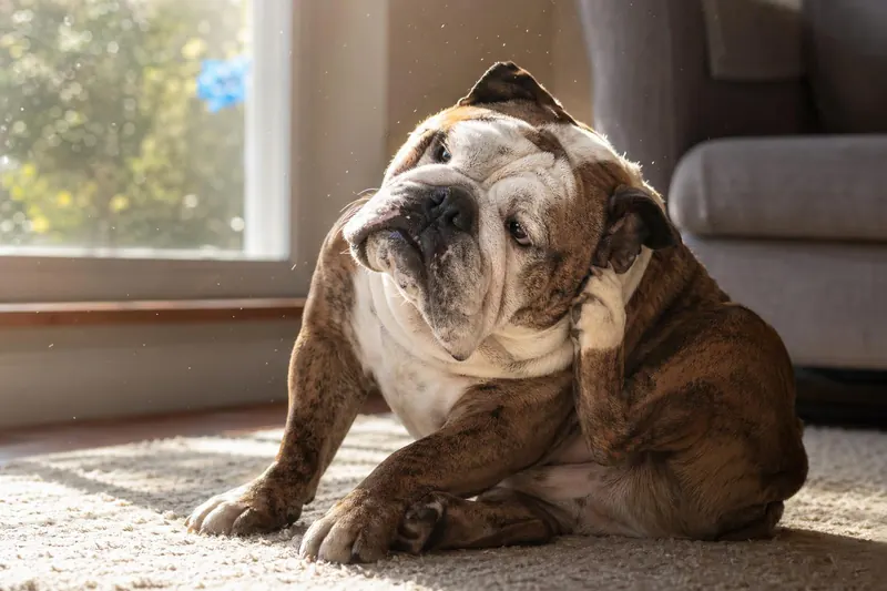 7 signes d'allergie saisonnière chez le chien à surveiller