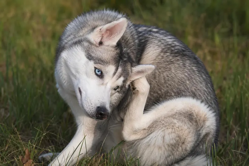 8 infos cruciales sur les tiques pour protéger votre chien