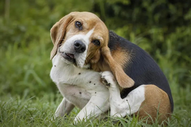 8 infos essentielles sur les tiques pour protéger votre chien