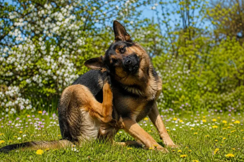 🚨 Alerte tiques : 5 gestes qui sauvent votre chien au printemps