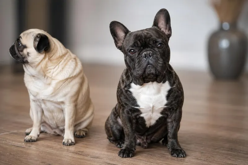 Bouledogue Français vs Carlin : le guide complet pour choisir