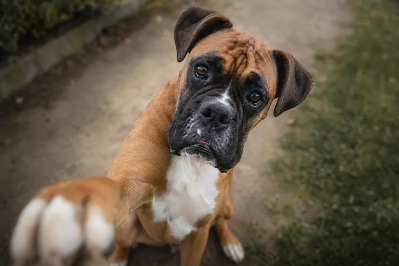 Ce geste d'amour de votre chien cache une demande d'aide