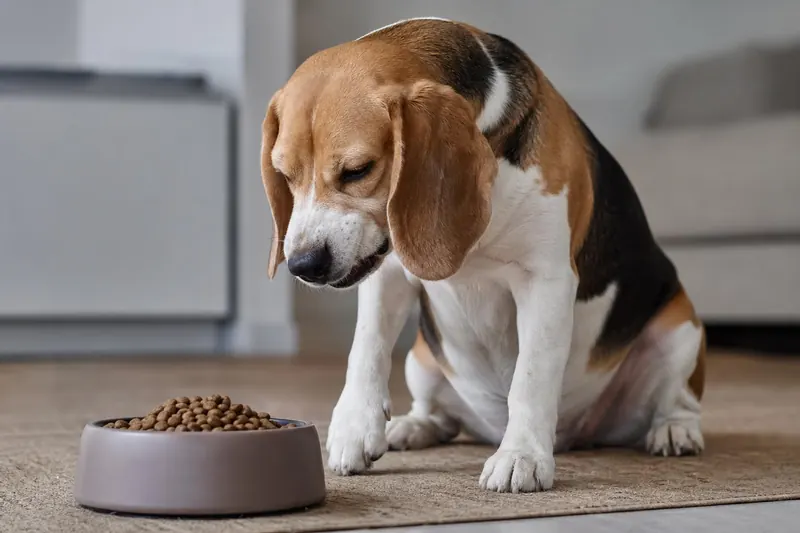 Chien qui mange lentement ? 4 maladies dentaires silencieuses