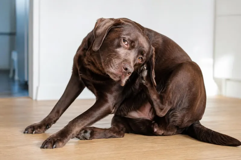 Chien qui se gratte : quand s'inquiéter vraiment ?