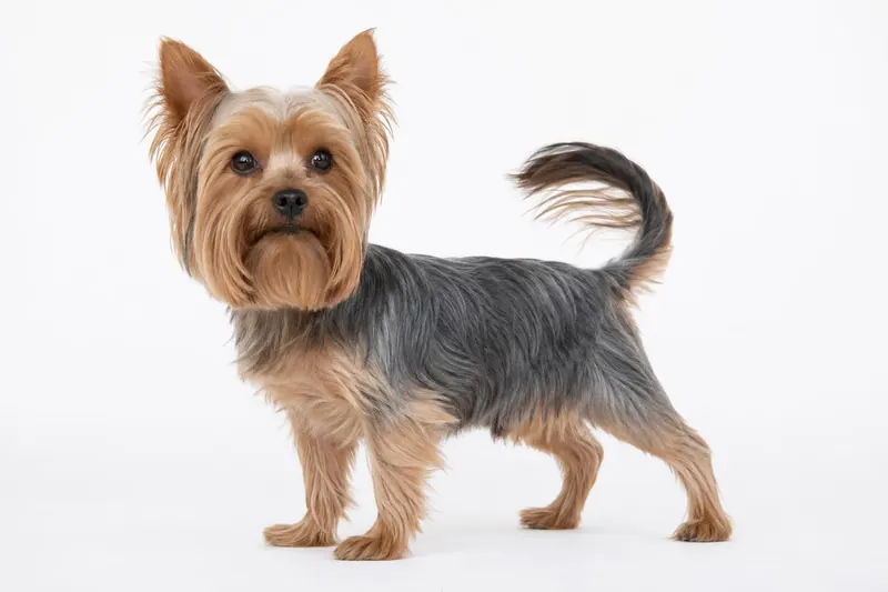 Communication canine : l'asymétrie du battement de queue expliquée