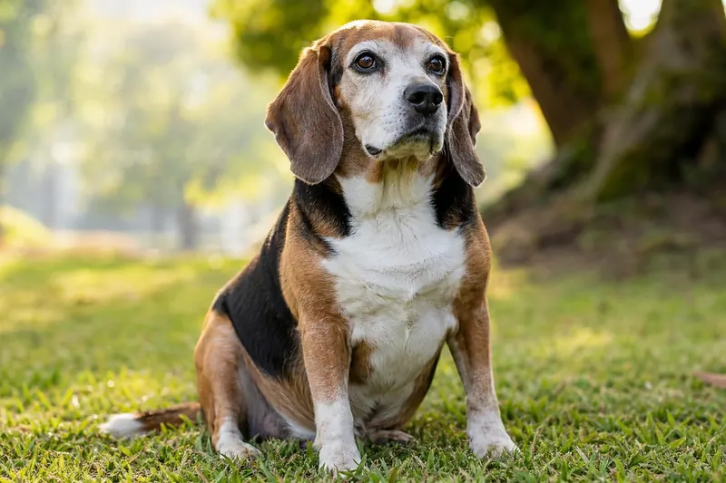 Les 10 races de chiens qui vivent le plus longtemps