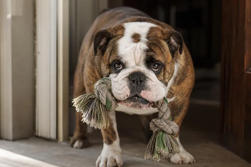 Mon chien amène ses jouets quand je rentre ? 4 détresses cachées
