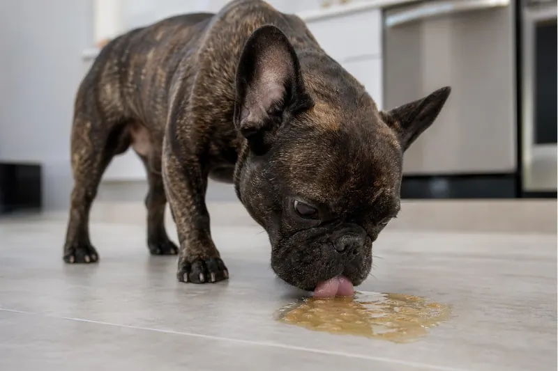 Mon chien mange ses vomissures ? 4 carences nutritionnelles