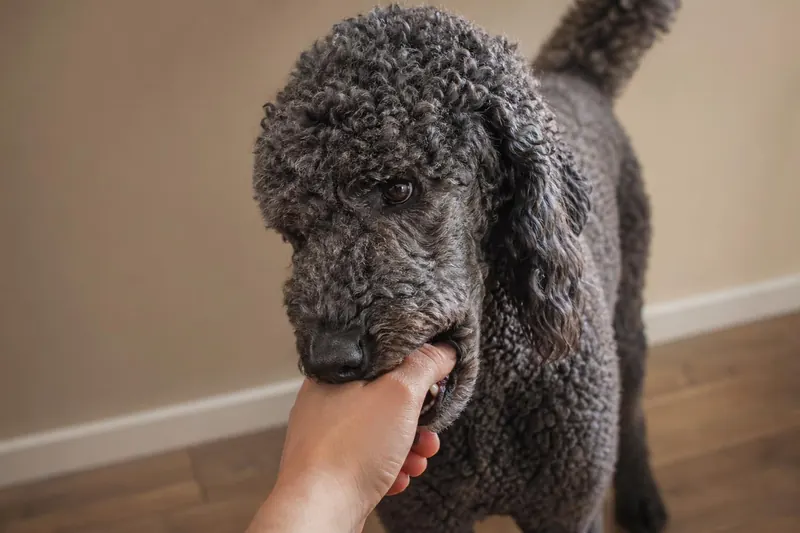 Mon chien mordille mes mains ? 4 messages d'anxiété cachés