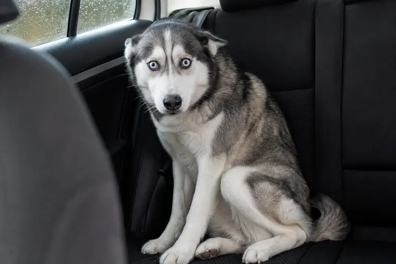 Mon chien refuse soudain de monter en voiture ? 4 phobies cachées