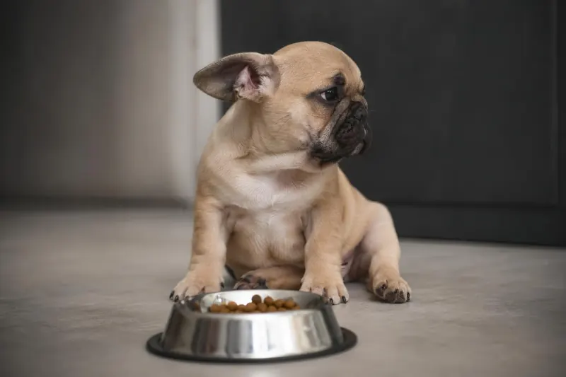 Mon chiot ne mange pas : causes et solutions efficaces