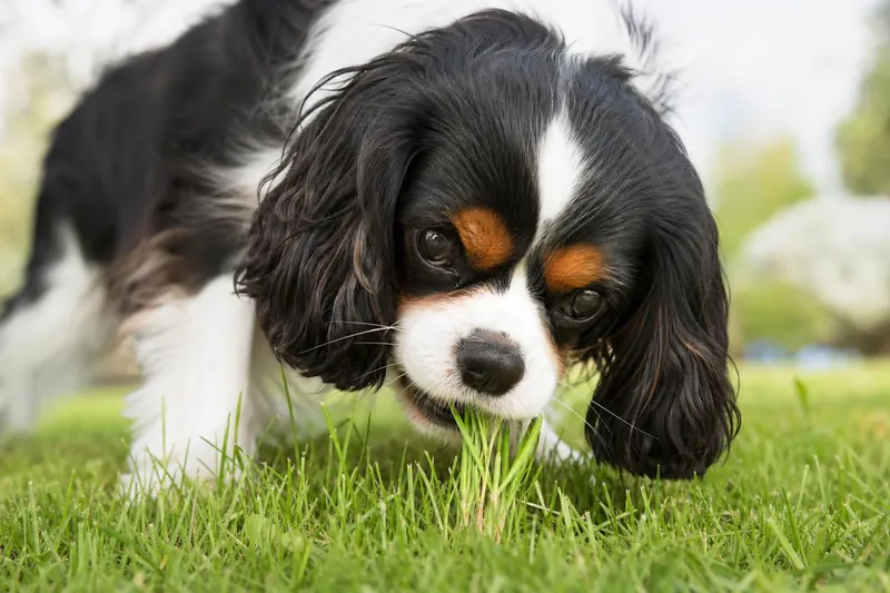 Pourquoi mon chien mange de l'herbe ? Décryptage et conseils