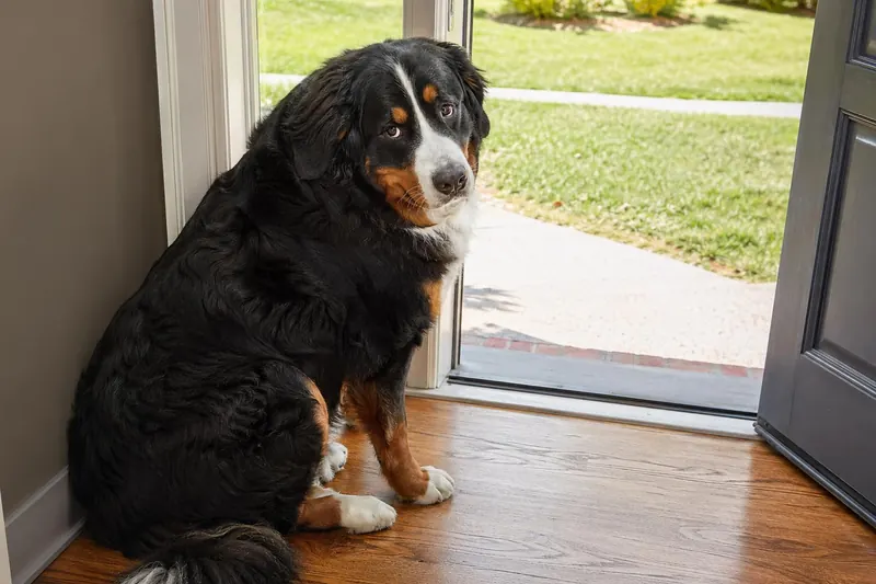 Pourquoi votre chien refuse-t-il soudain de sortir ?
