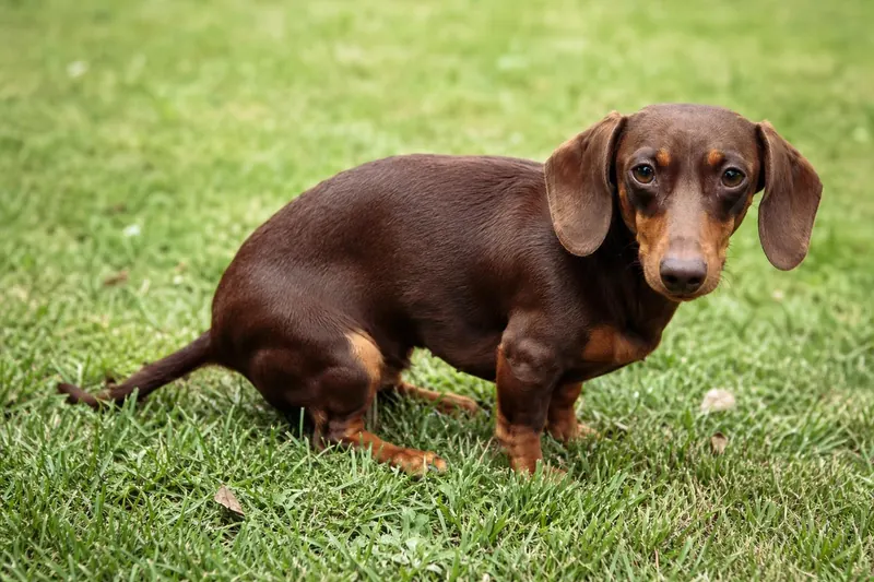 Pourquoi votre chien vous regarde-t-il en faisant ses besoins ?