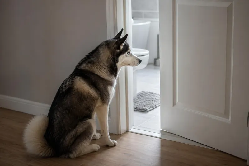 Pourquoi votre chien vous suit-il partout, même aux toilettes ?