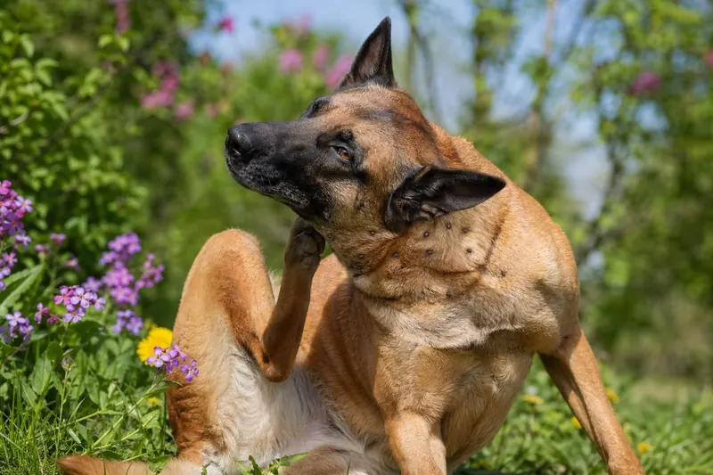 Printemps : attention au retour des tiques et protégez votre chien !