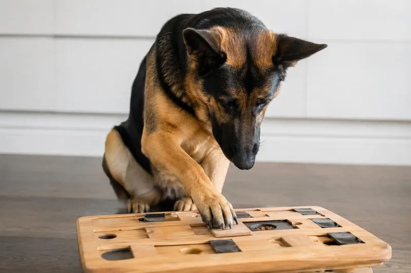 Top 10 des races de chiens les plus intelligentes du monde