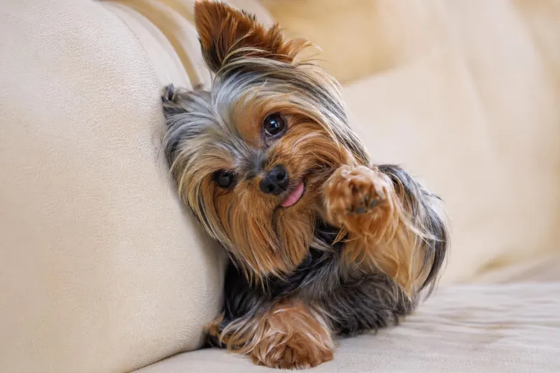 Top 15 des races de chiens les plus affectueuses et câlines