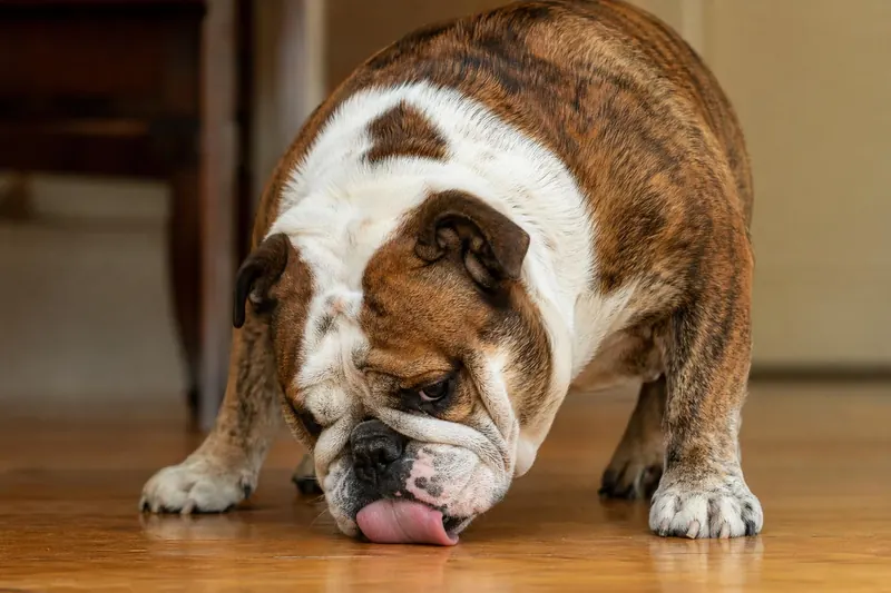 Votre chien lèche le sol ? 4 maladies graves que vous ignorez