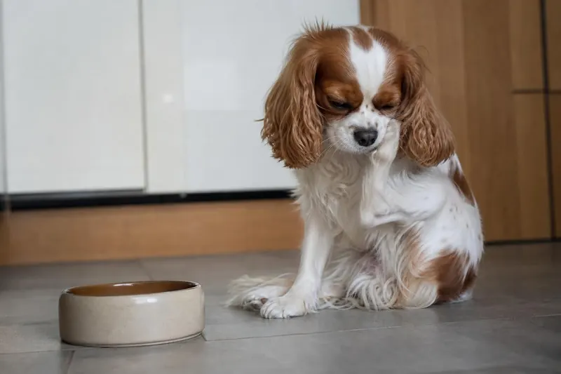 Votre chien se frotte le visage après manger ? 5 allergies cachées