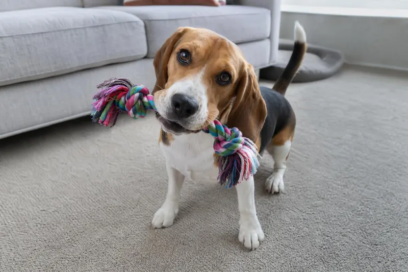 Votre chien vous apporte ses jouets ? Ce rituel cache 3 messages secrets