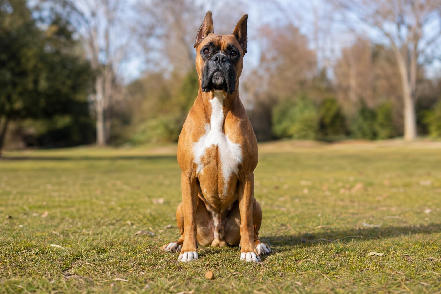 5 consejos de educación canina basados en el refuerzo positivo