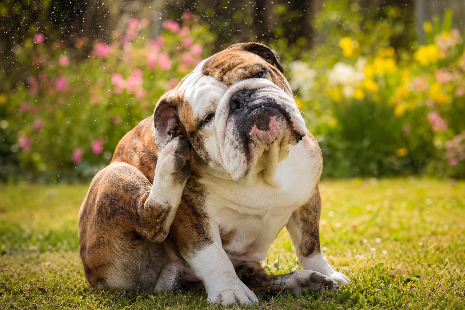 7 segnali di allergia stagionale nel cane da tenere sotto controllo