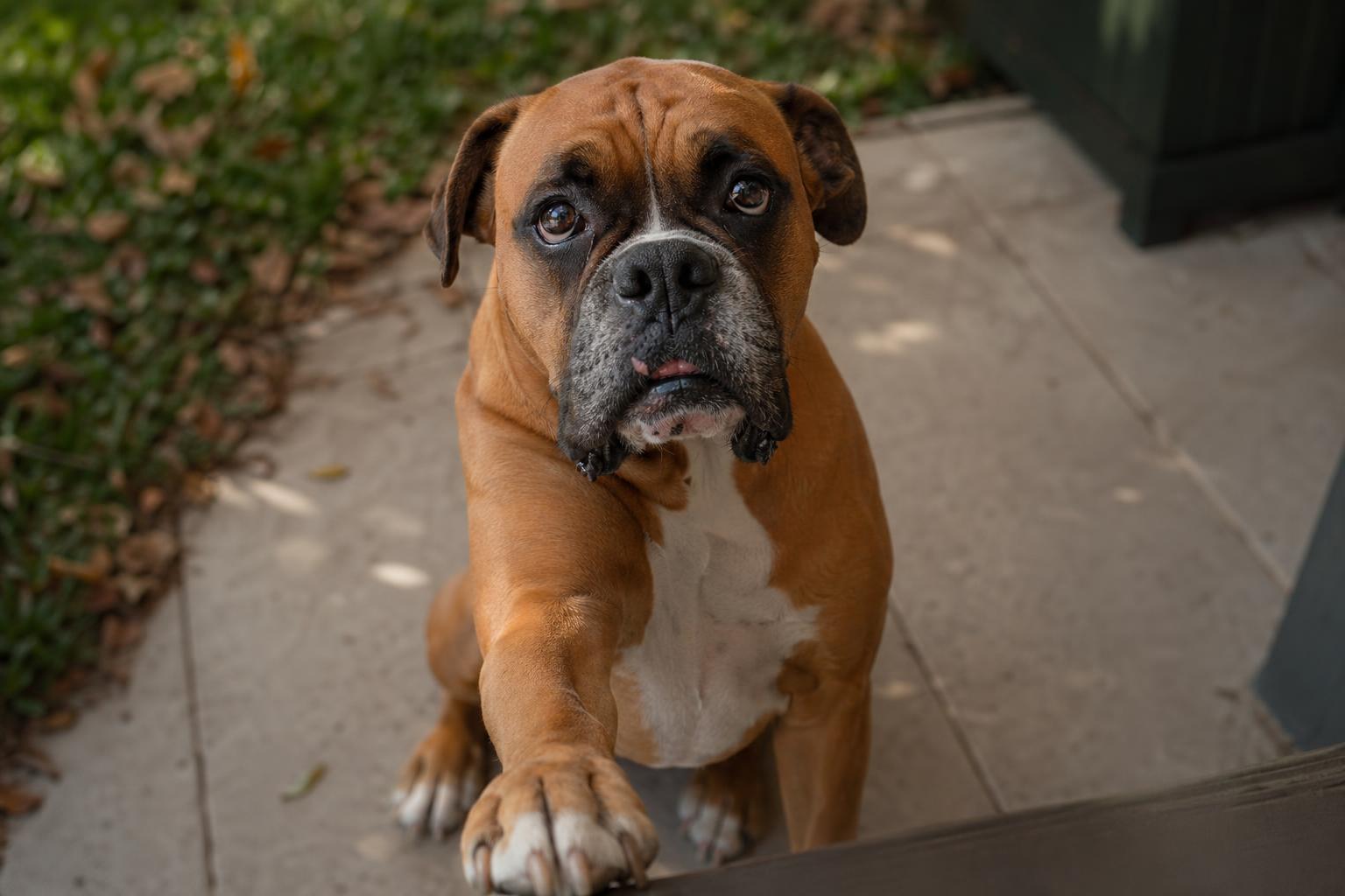 Questo gesto d'amore del tuo cane nasconde una richiesta d'aiuto