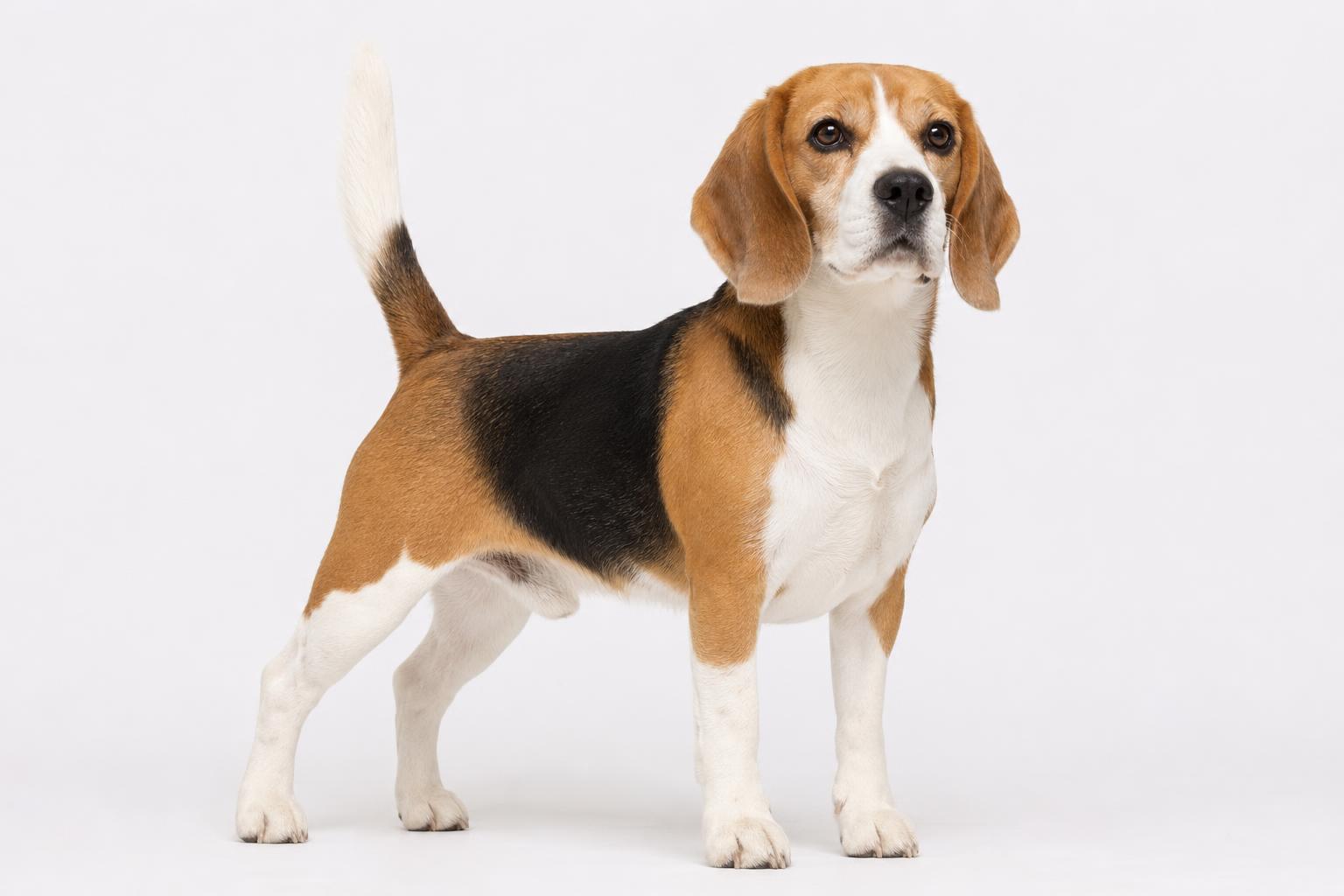 Cómo reconocer un Beagle de calidad: 5 señales reveladoras