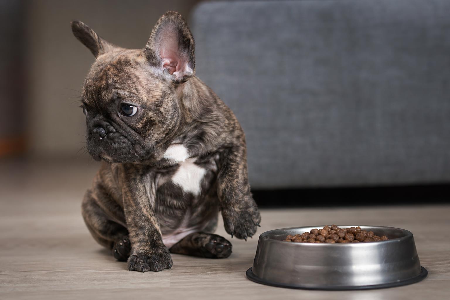 Il mio cucciolo non mangia: cause e soluzioni efficaci