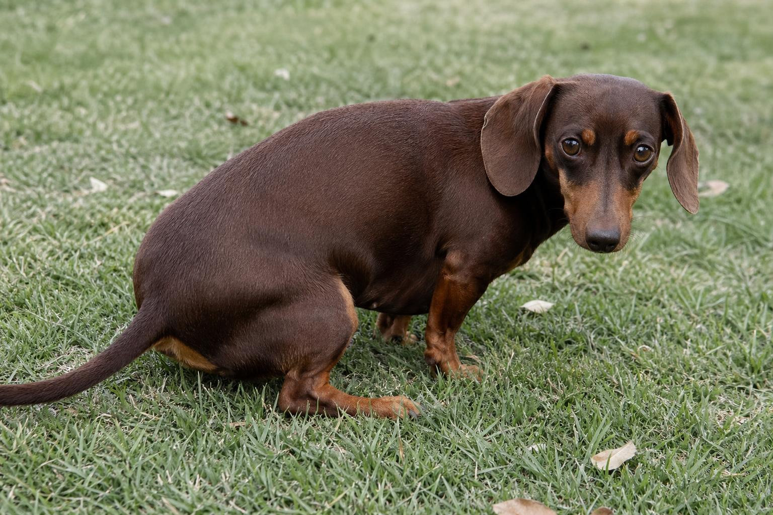 ¿Por qué tu perro te mira cuando hace sus necesidades?