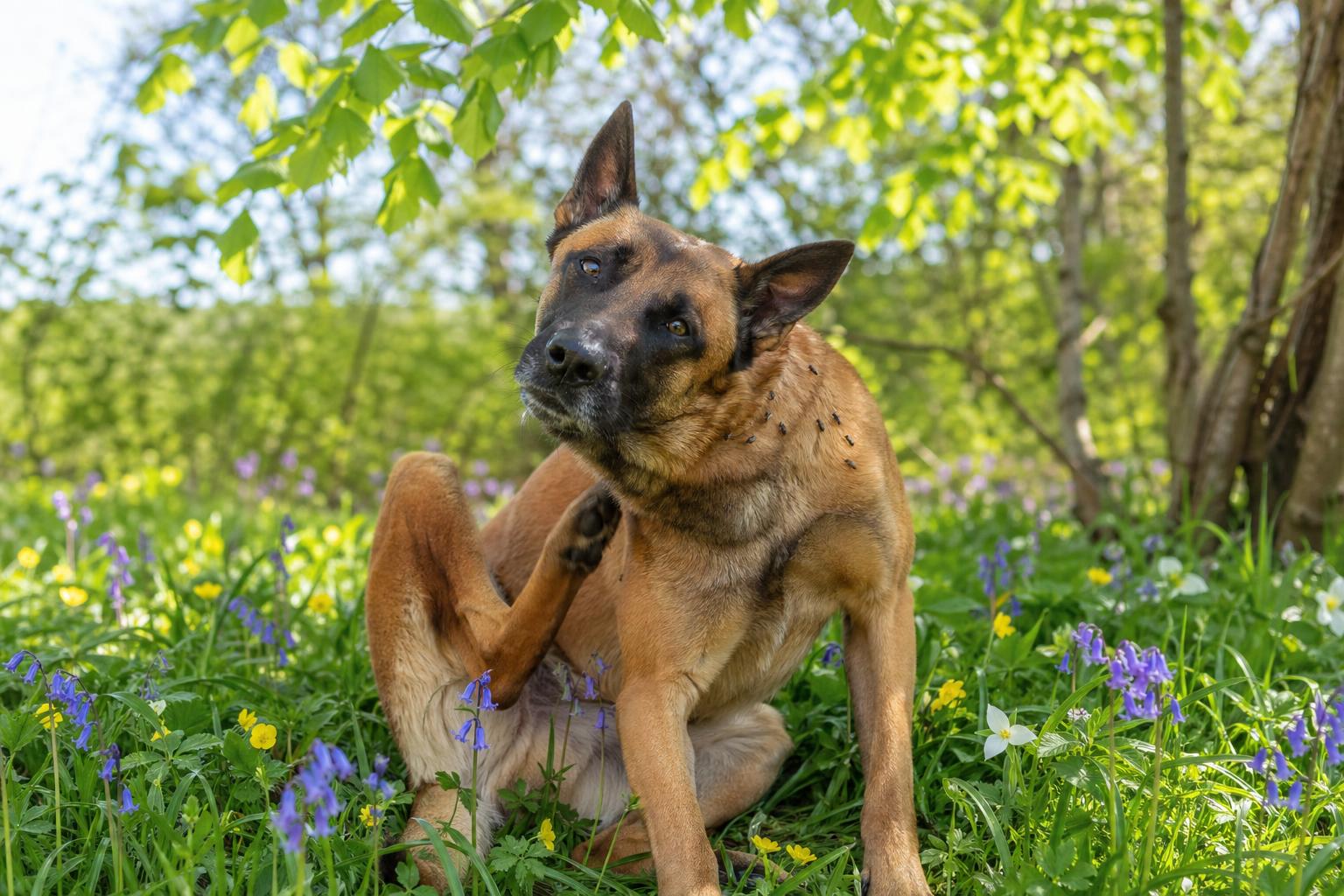 Primavera: attenzione al ritorno delle zecche e proteggi il tuo cane!