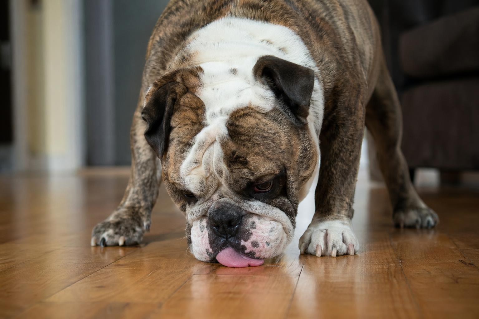 Il tuo cane lecca il pavimento? 4 malattie gravi che non conosci
