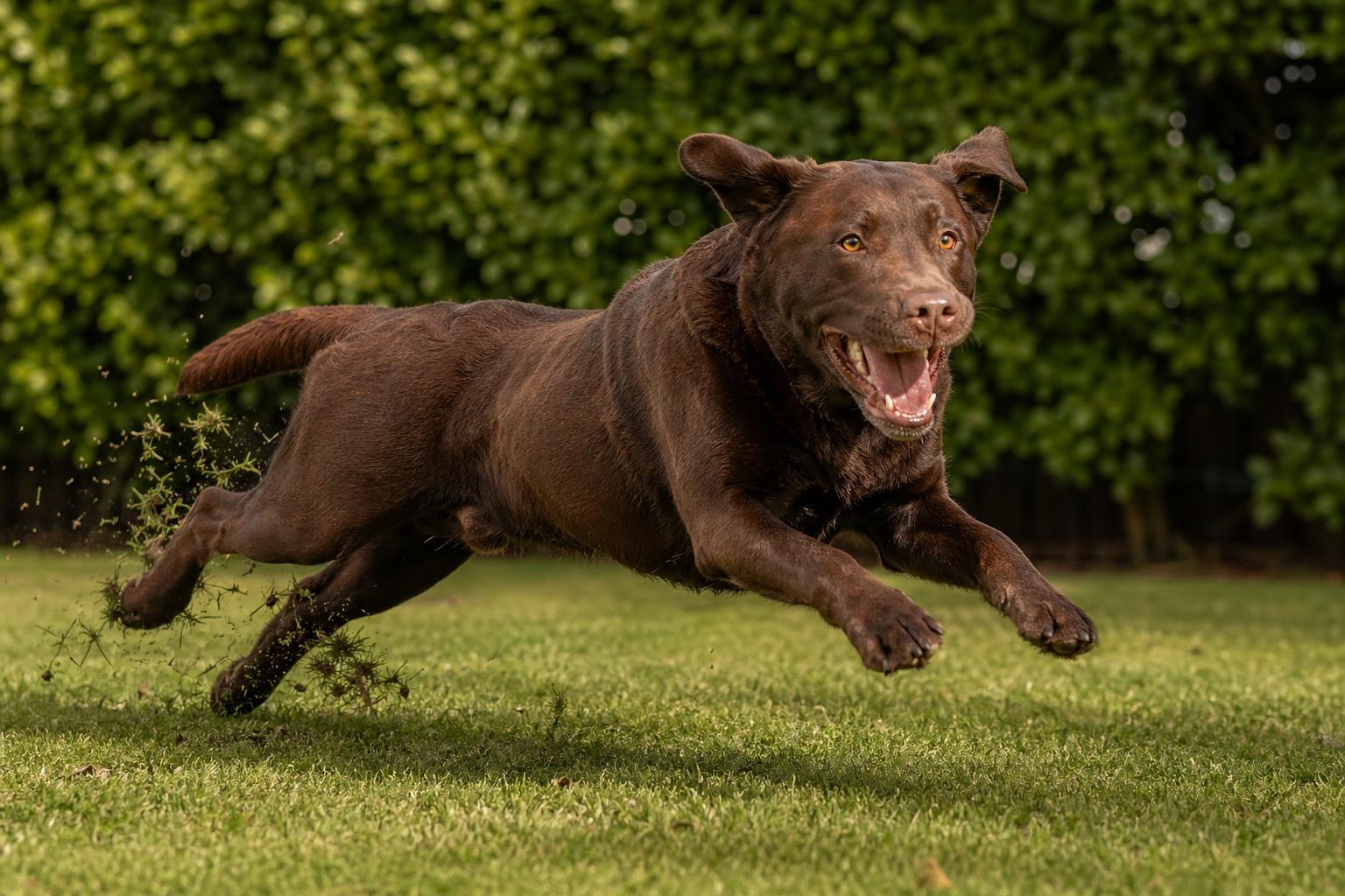 Zoomies: ¿por qué tu perro corre de repente por todas partes?