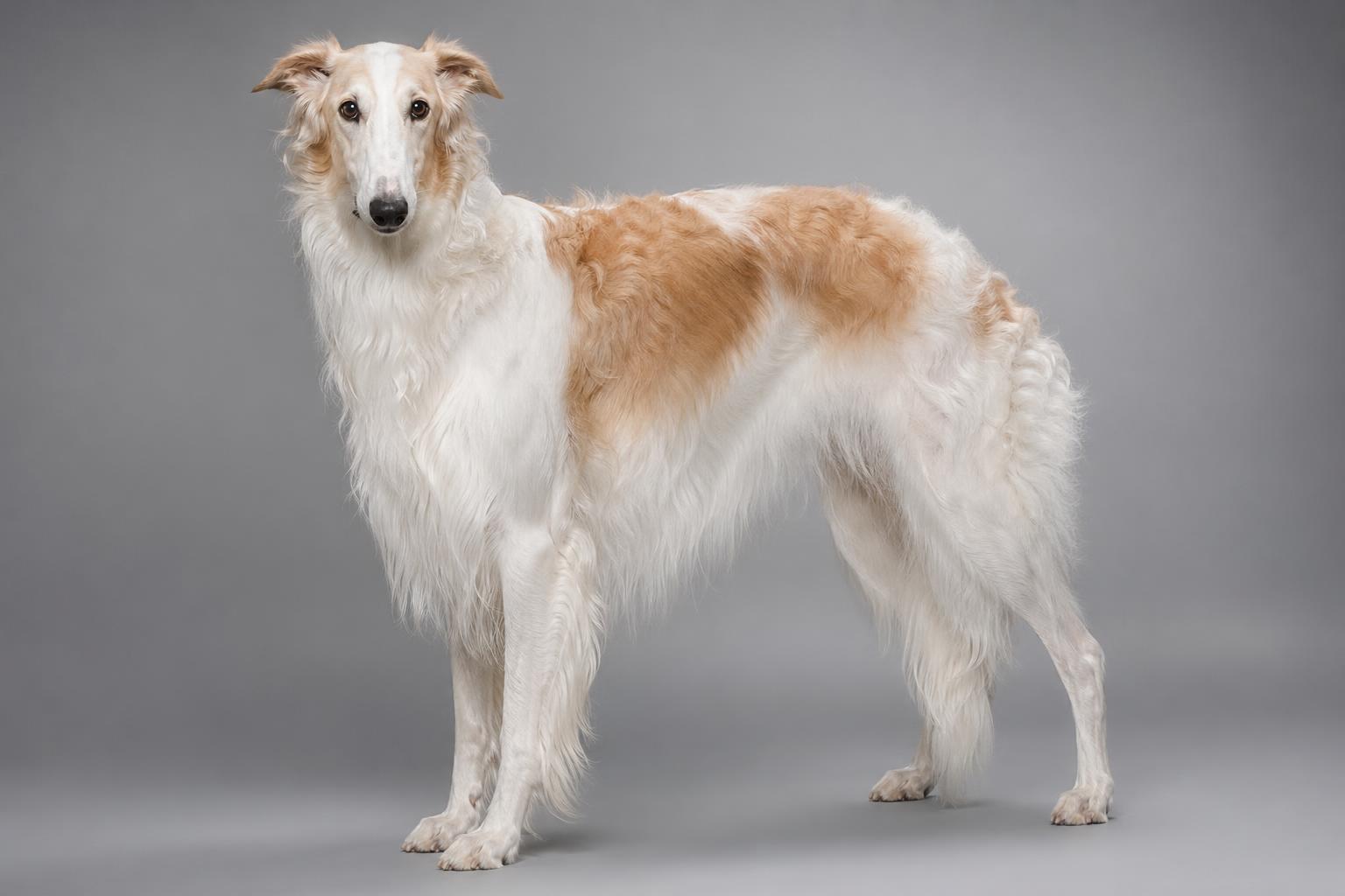 Borzoi
