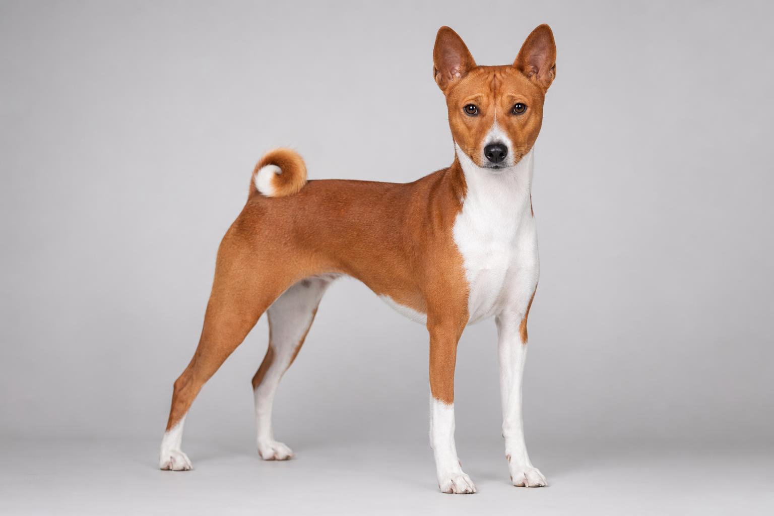 Basenji