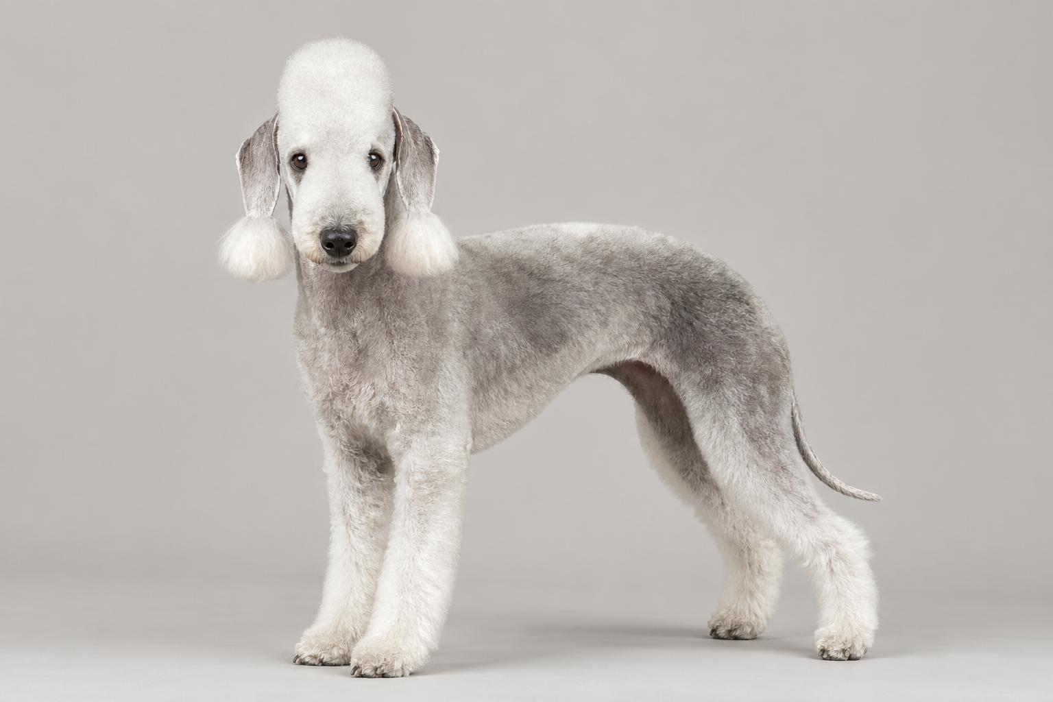 Bedlington Terrier