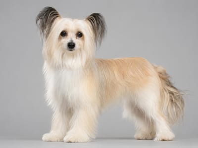 Chien Chinois à Crête Poudré