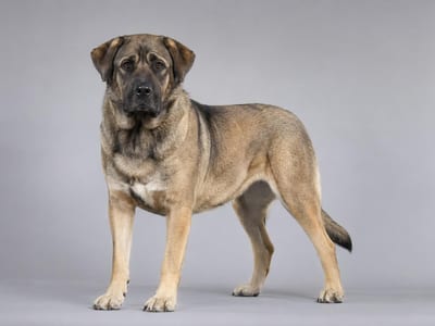 Chien de Berger Grec