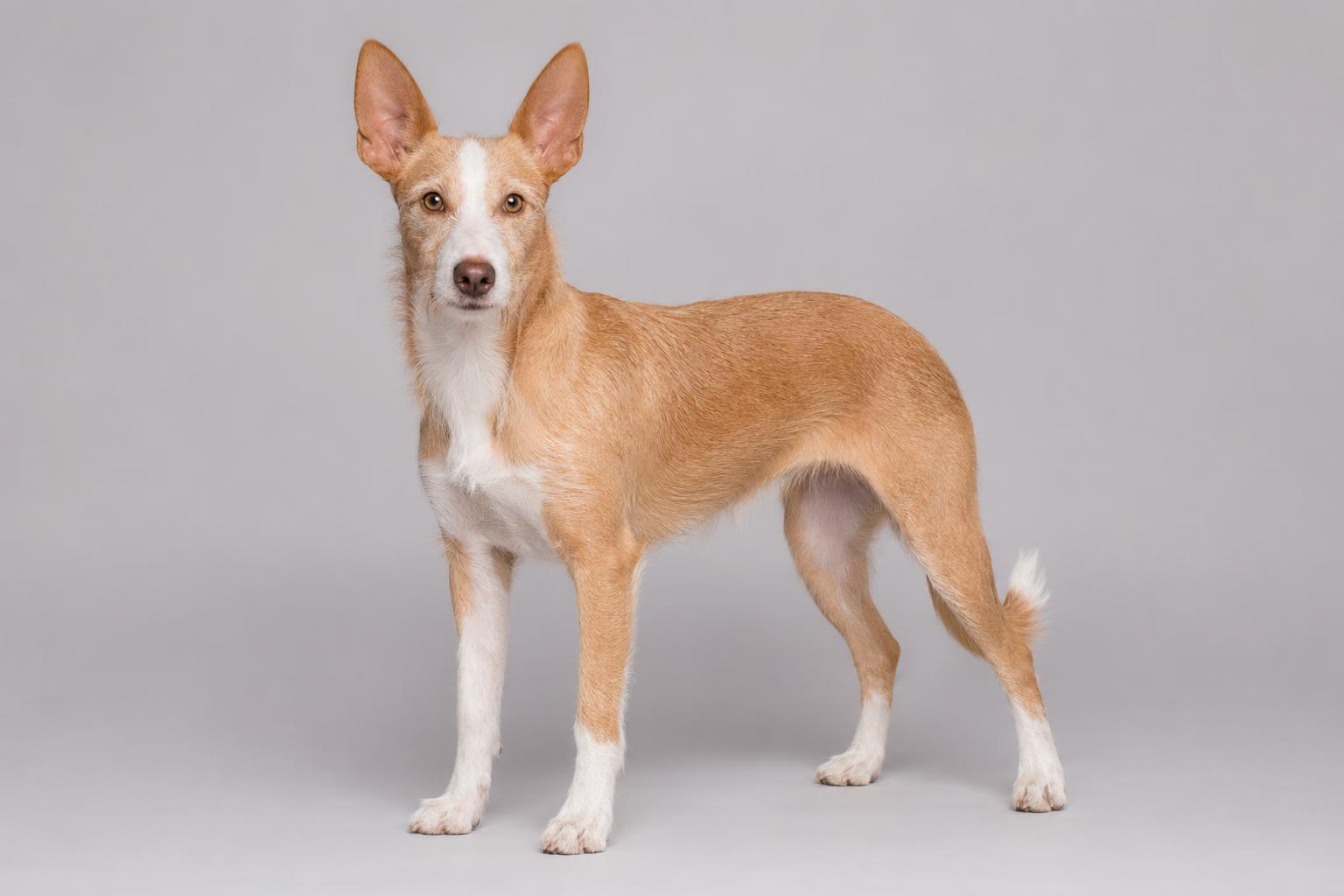 Cane da Lepre Portoghese