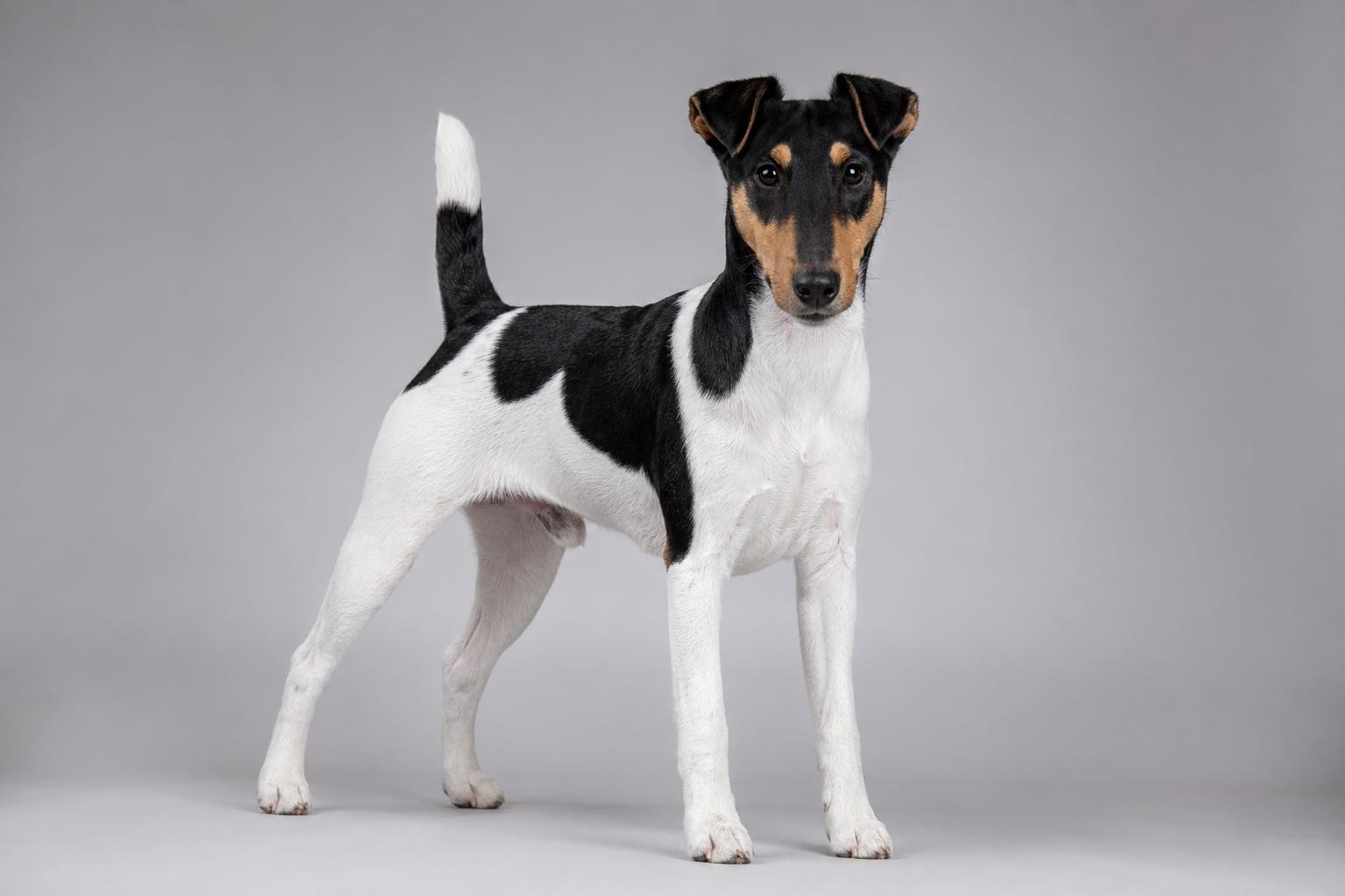 Fox Terrier a pelo liscio