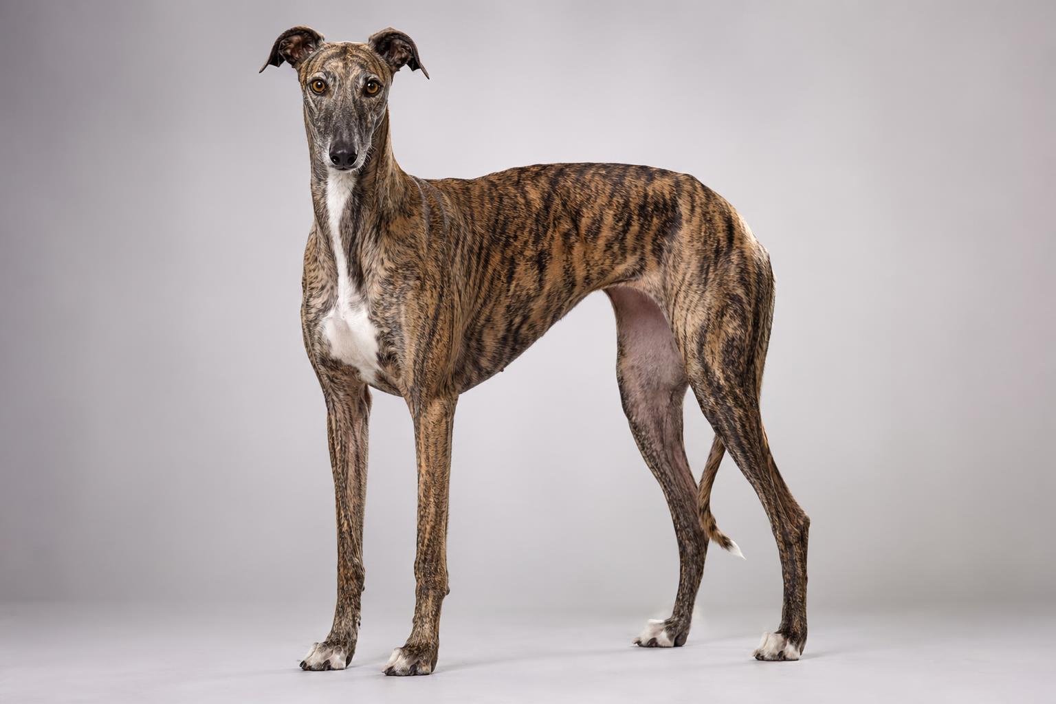 Galgo Spagnolo