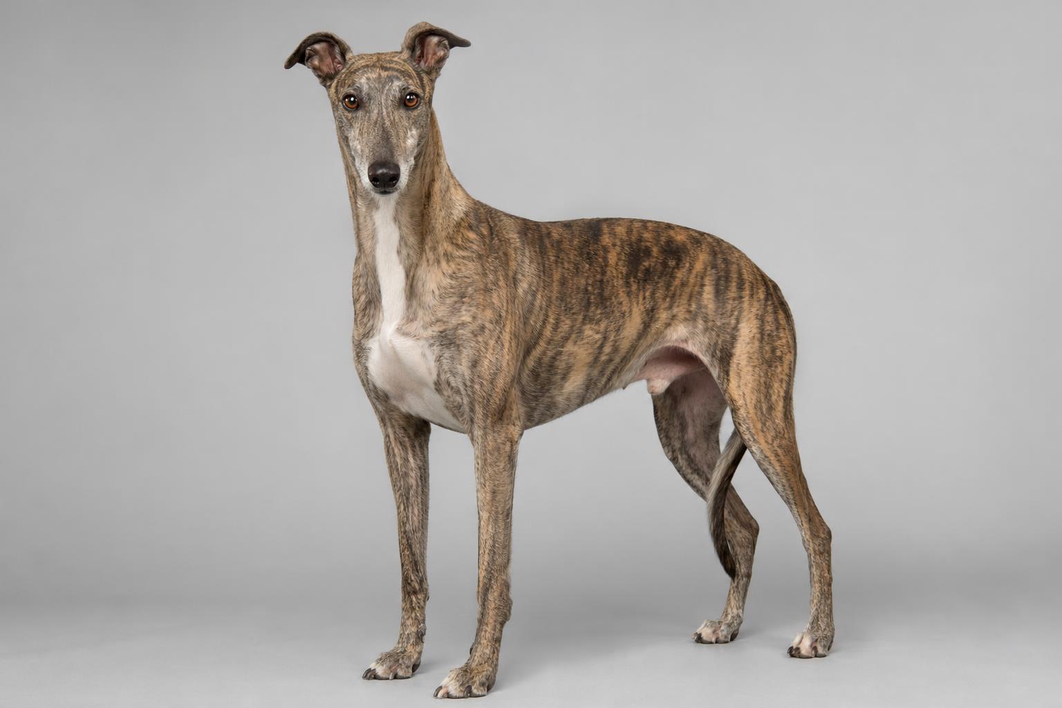 Greyhound