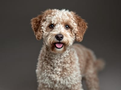 Lagotto Romagnolo