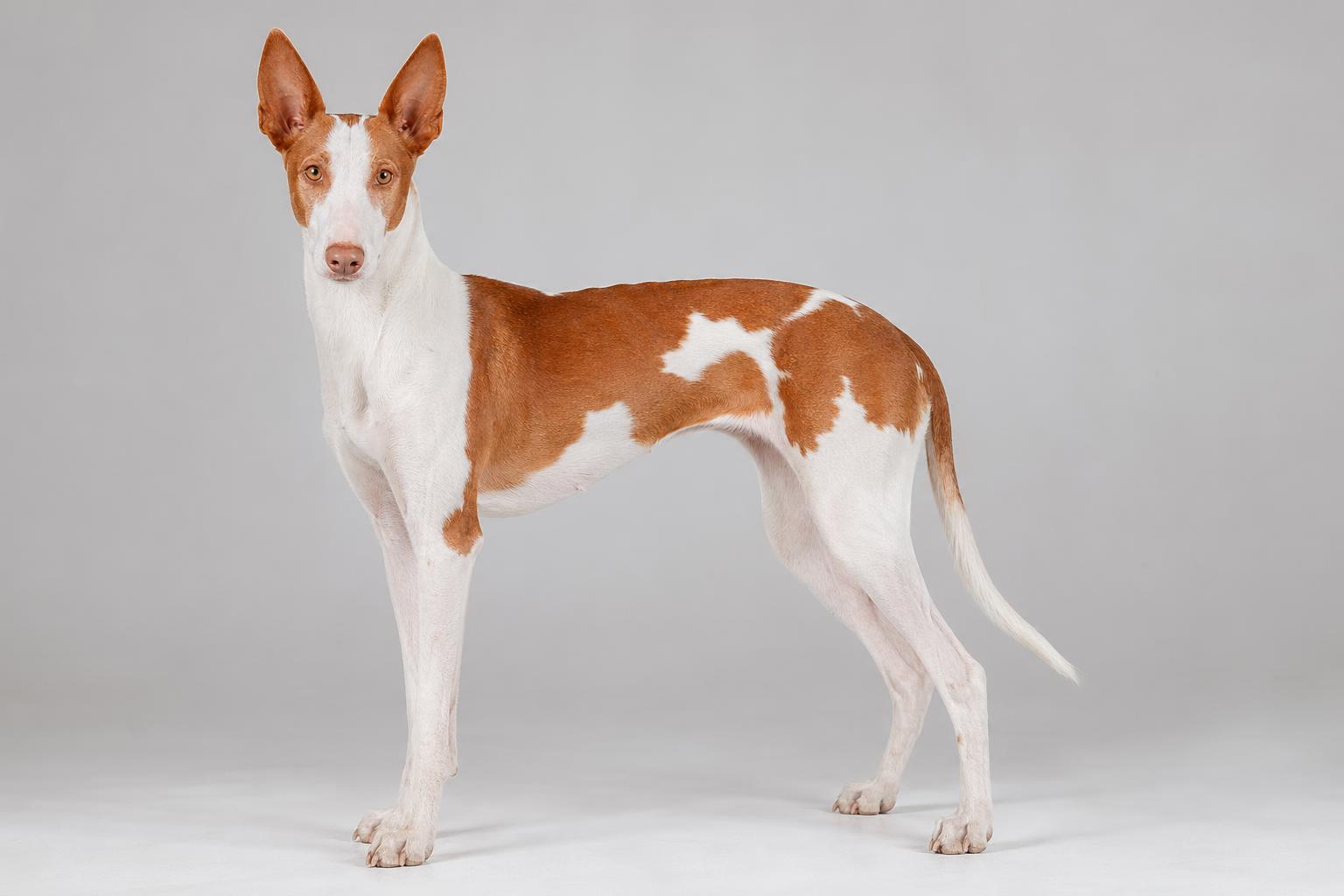 Podenco Andaluso