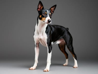 Rat Terrier