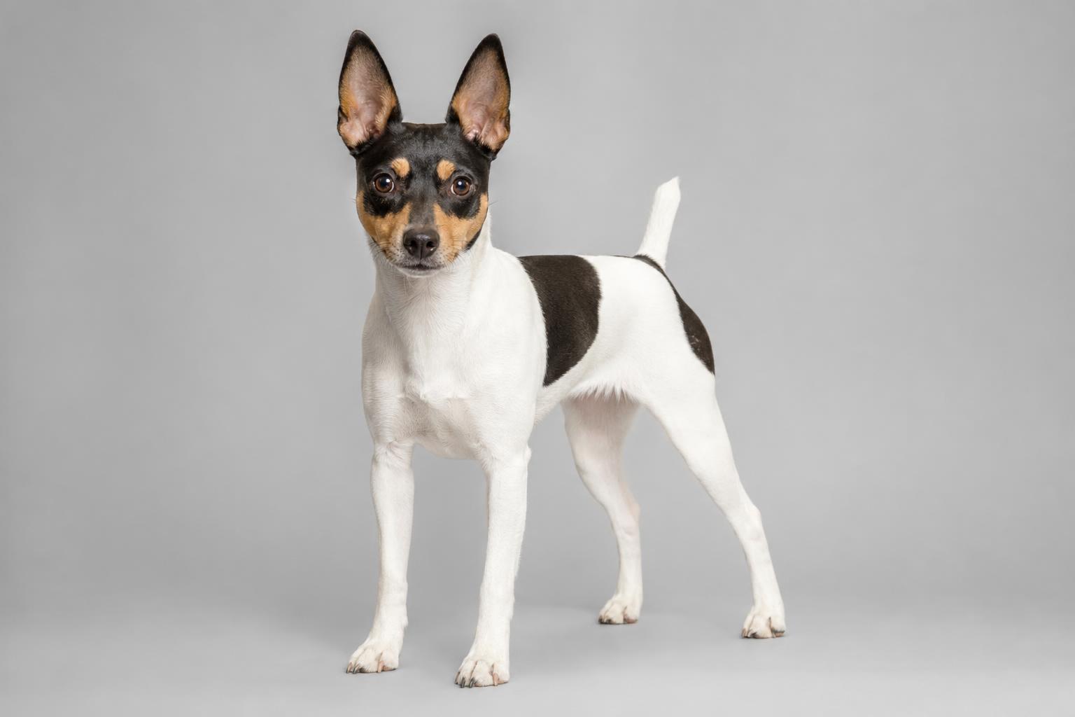 Rat Terrier