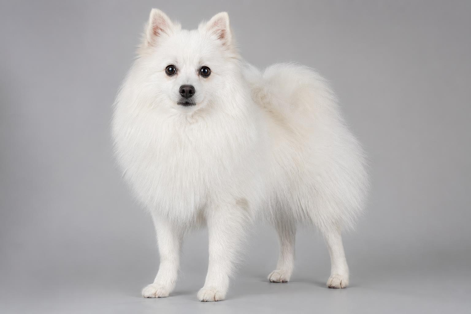 Spitz Italiano